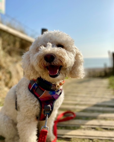 doggo.jpg